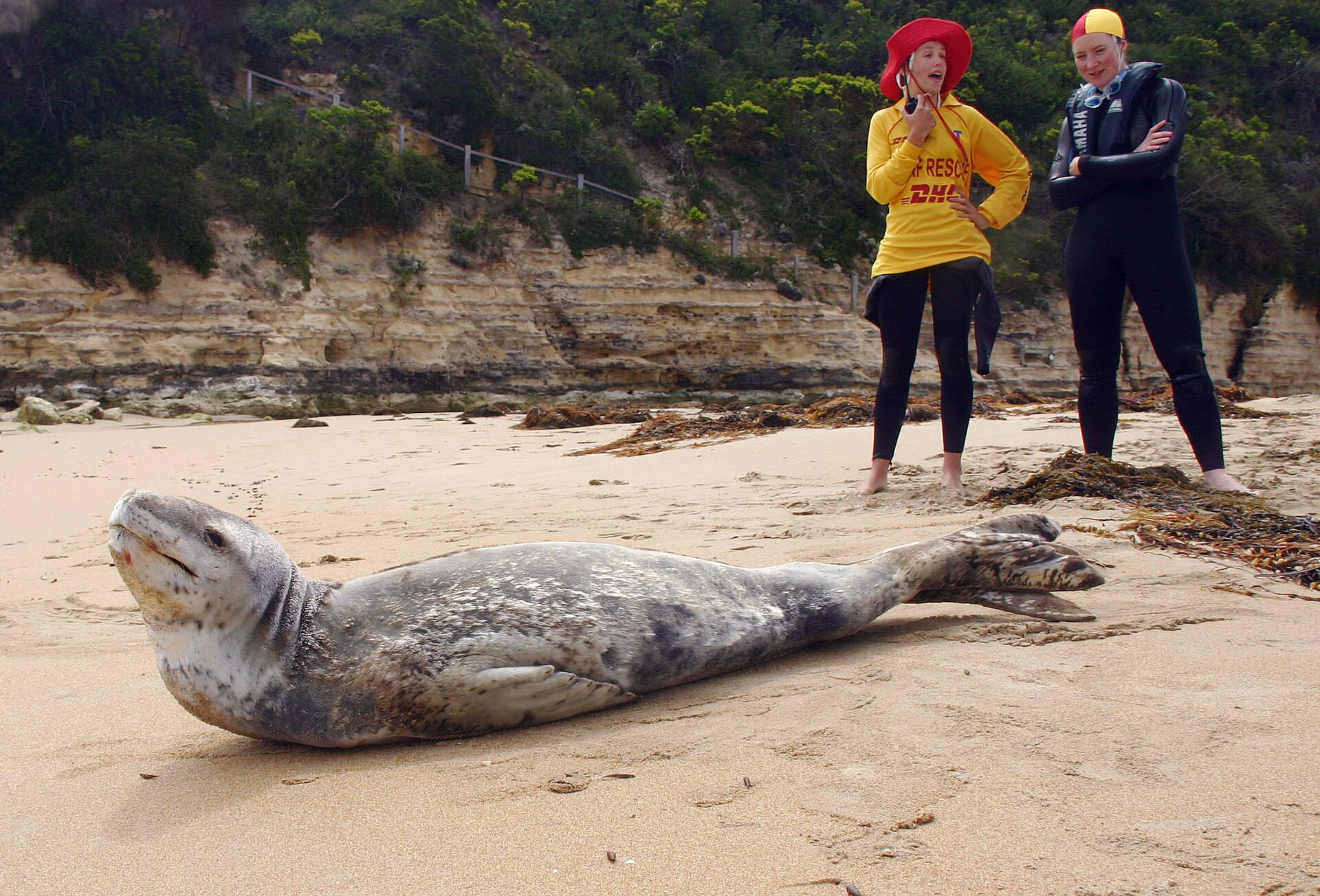 Sea lion with helpers (9683107052)
