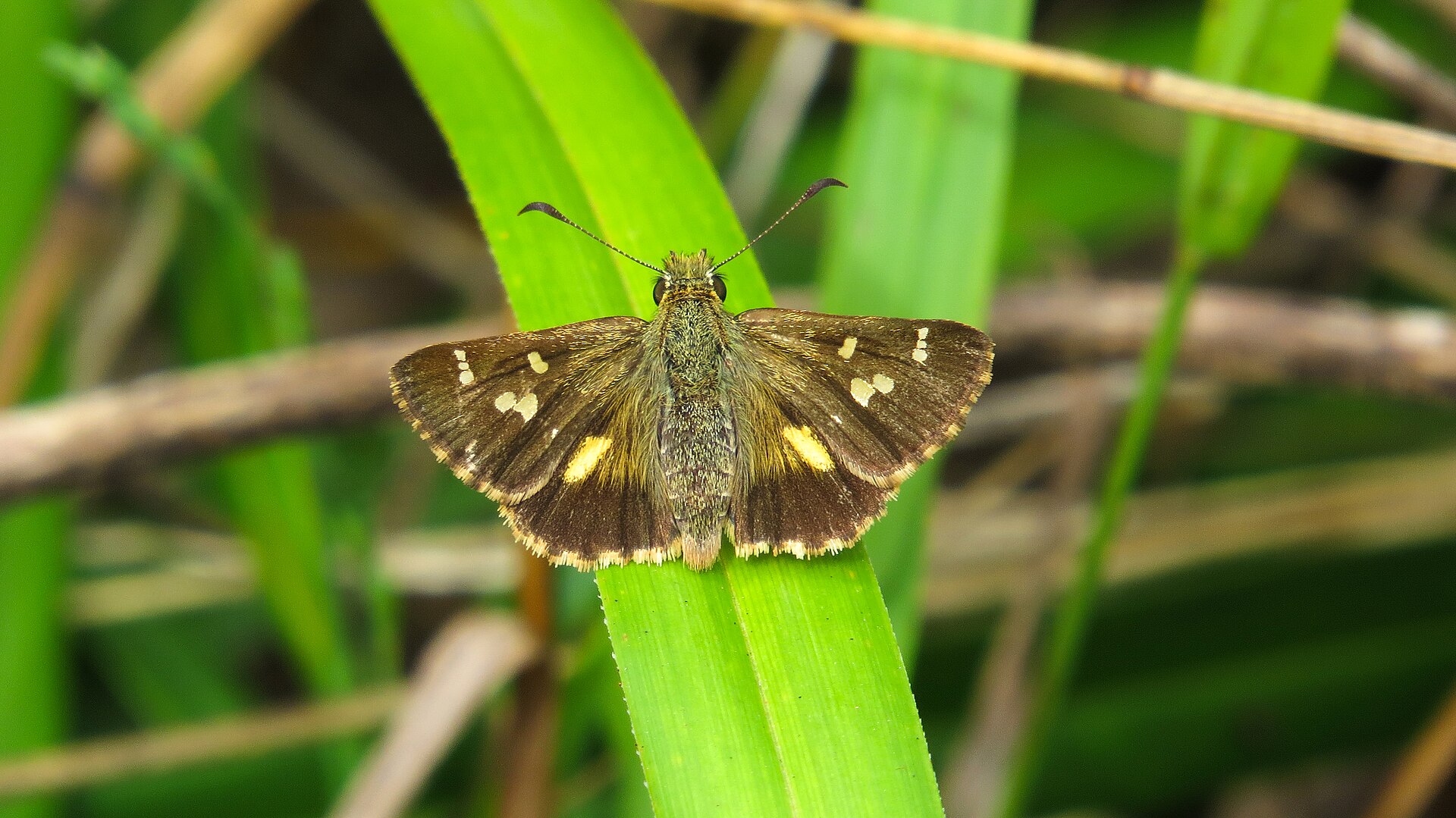 Two-spotted grass skipper (15636389404)