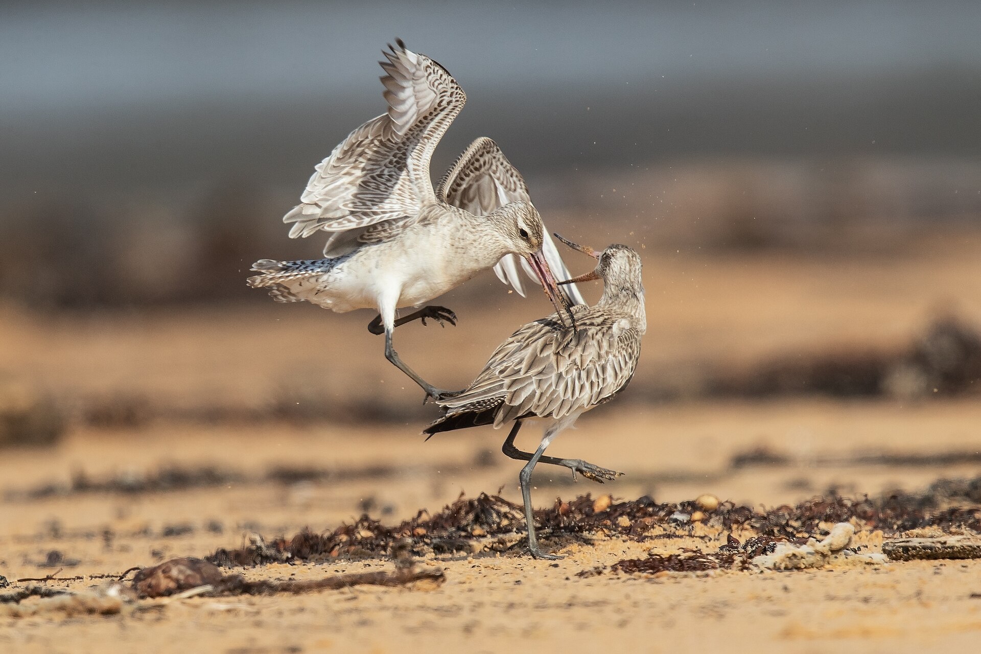 Bar-tailed Godwit 1 - Lake Wollumboola