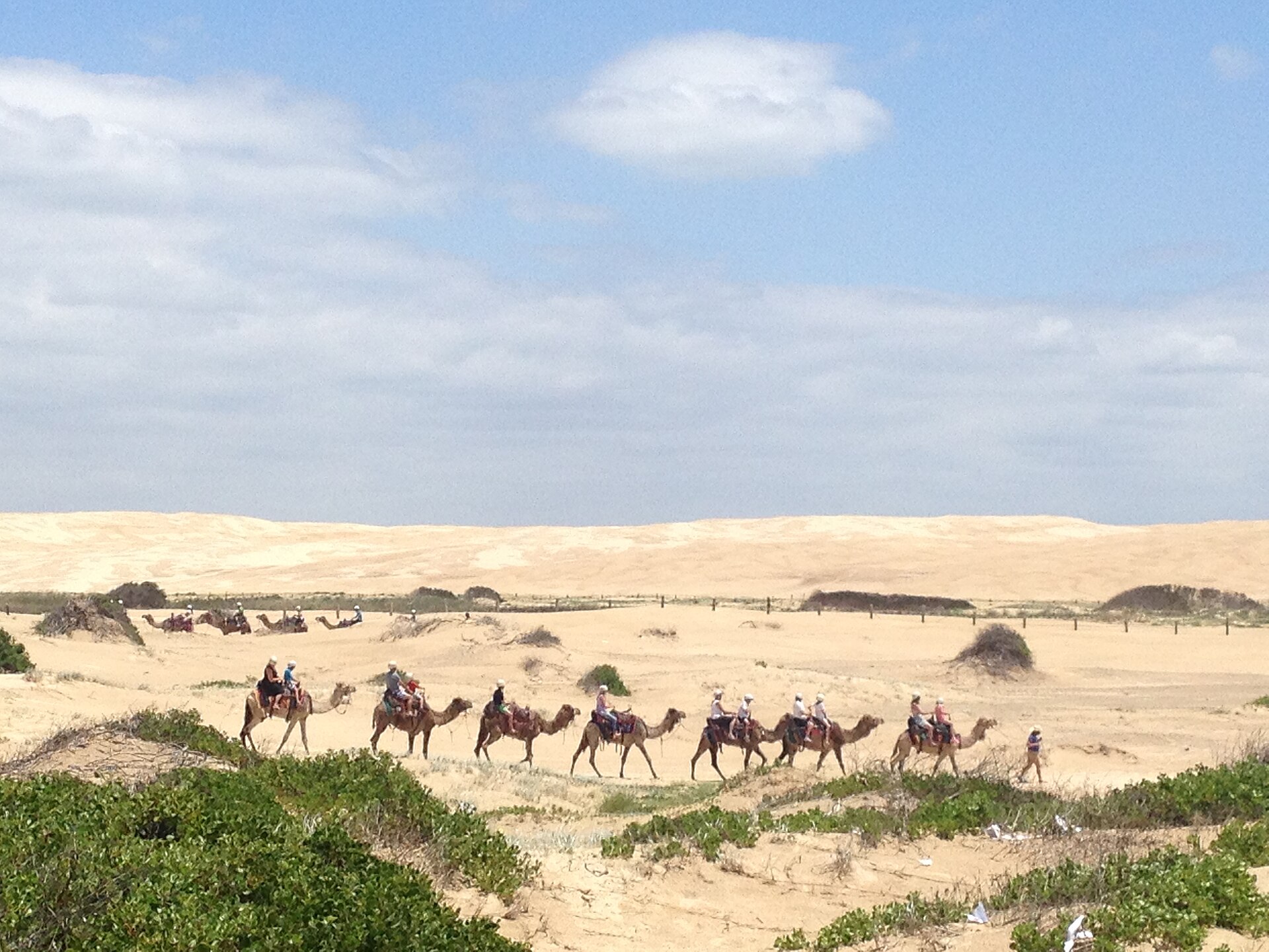 Camels in the Desert (8332117351)