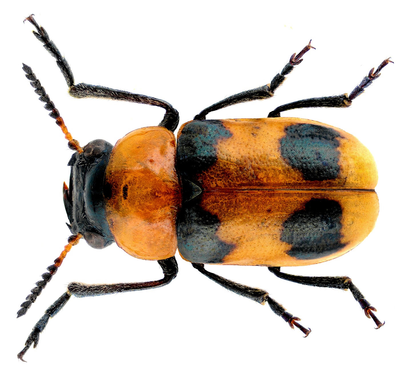Coptocephala floralis (Olivier, 1791) Male
