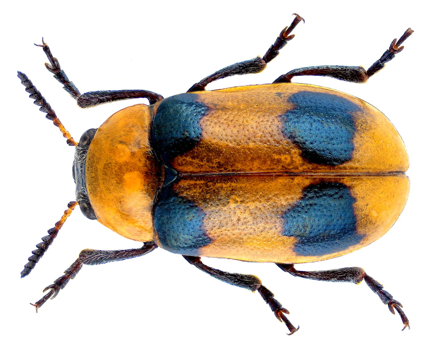 Coptocephala floralis (Olivier, 1791) Female