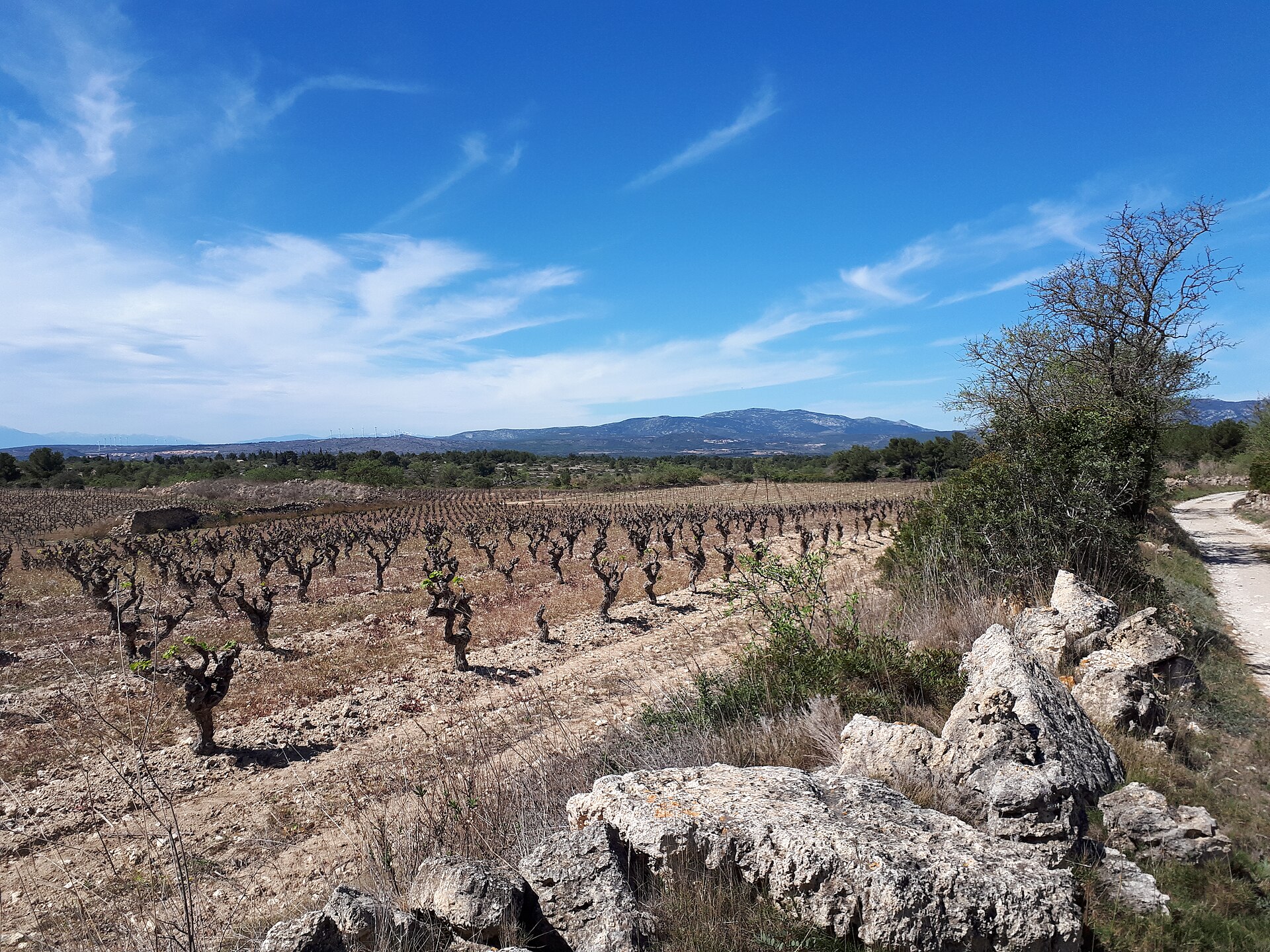 Vignoble plateau de Leucate