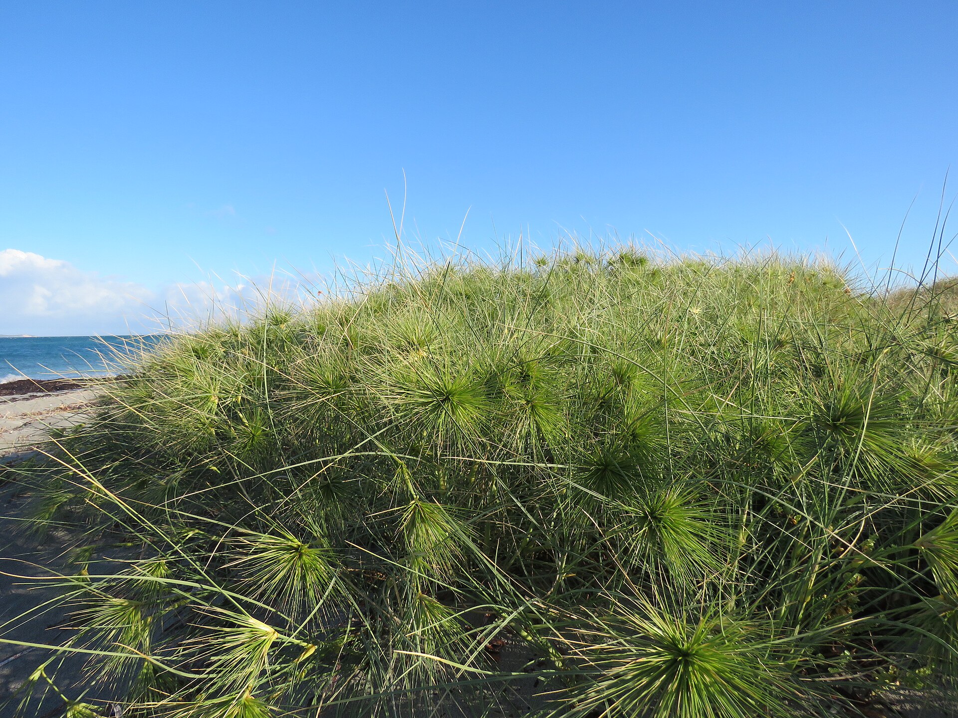 Beach spinifex (Spinifex longifolius) at Woodman Point, June 2022 01