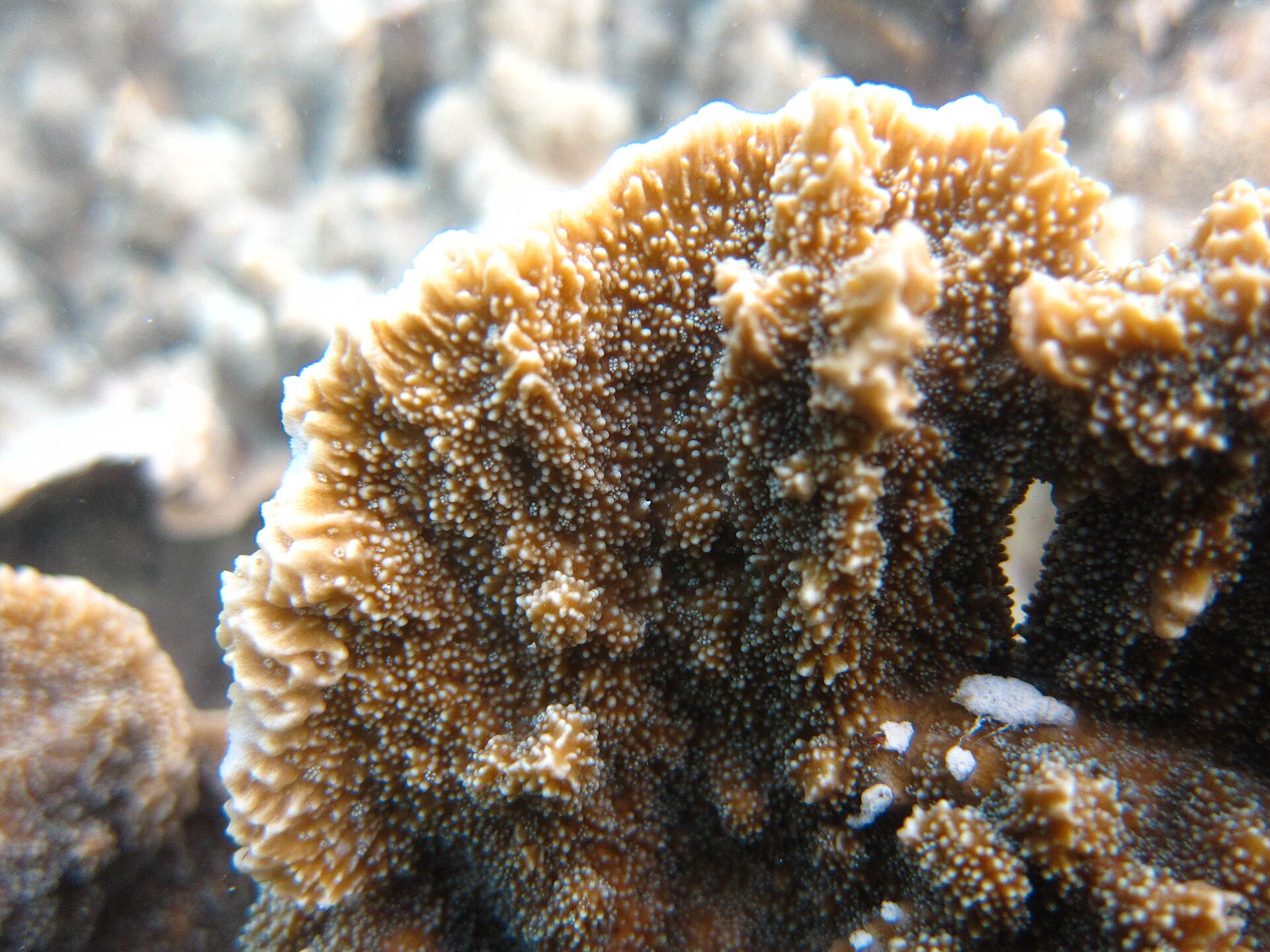 Montipora aequituberculata, coralitos y margen 2