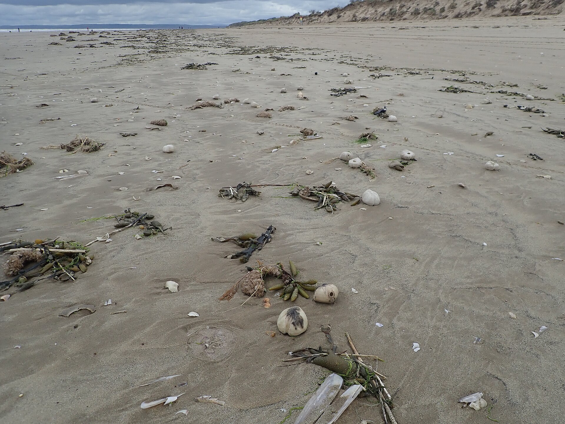 Shells and seaweed on Cefn Sidan beach - geograph.org.uk - 7418670