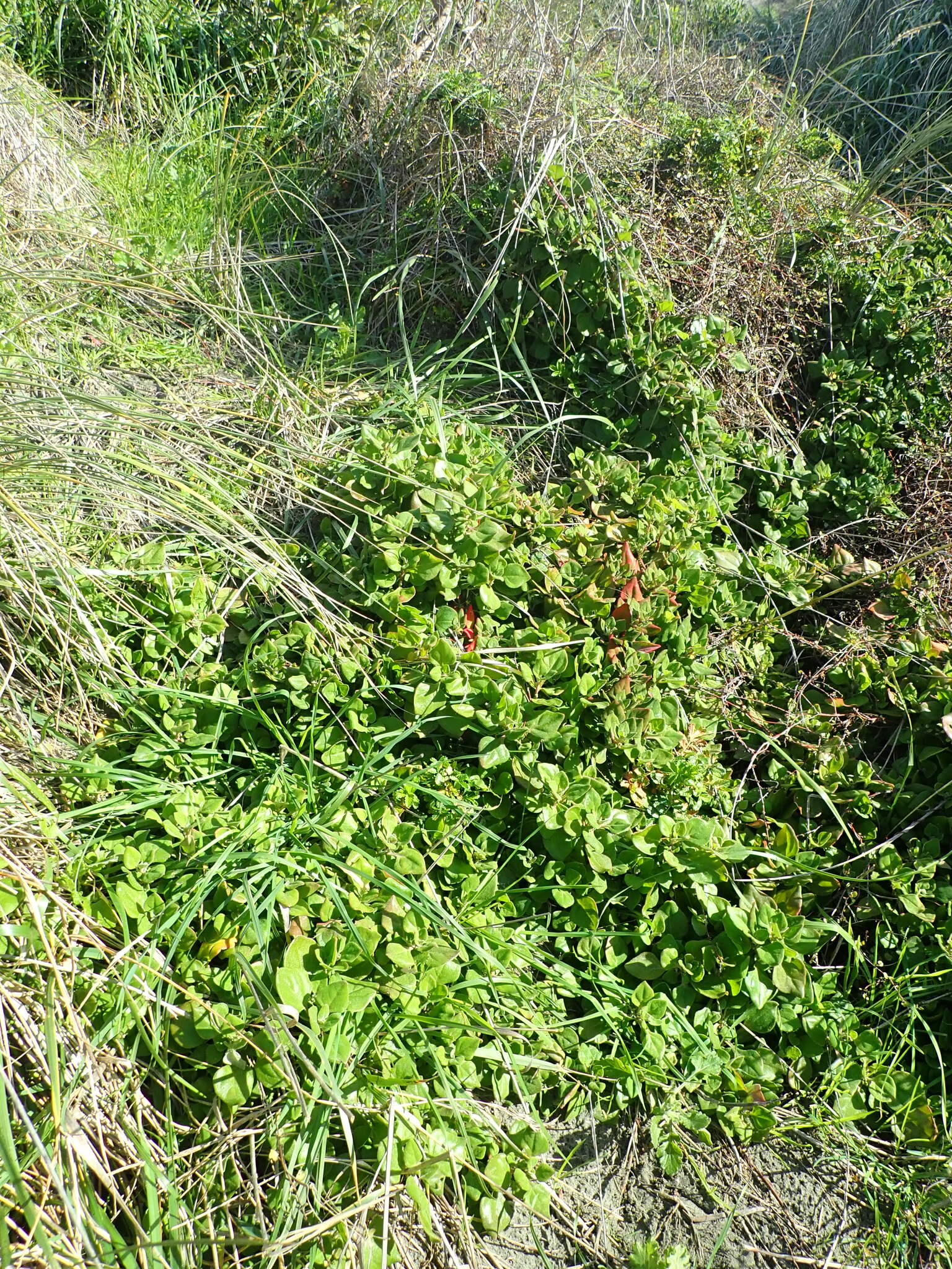 Tetragonia trigyna 421483213
