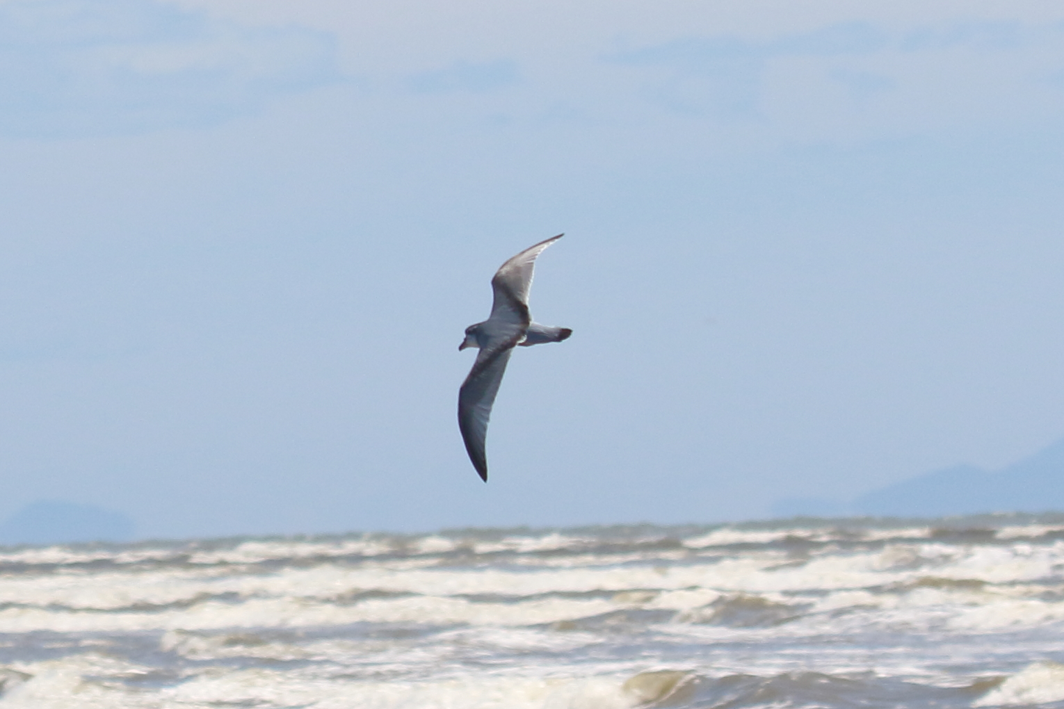 Broad-billed Prion, Waikanae Beach, North Island, New Zealand 1