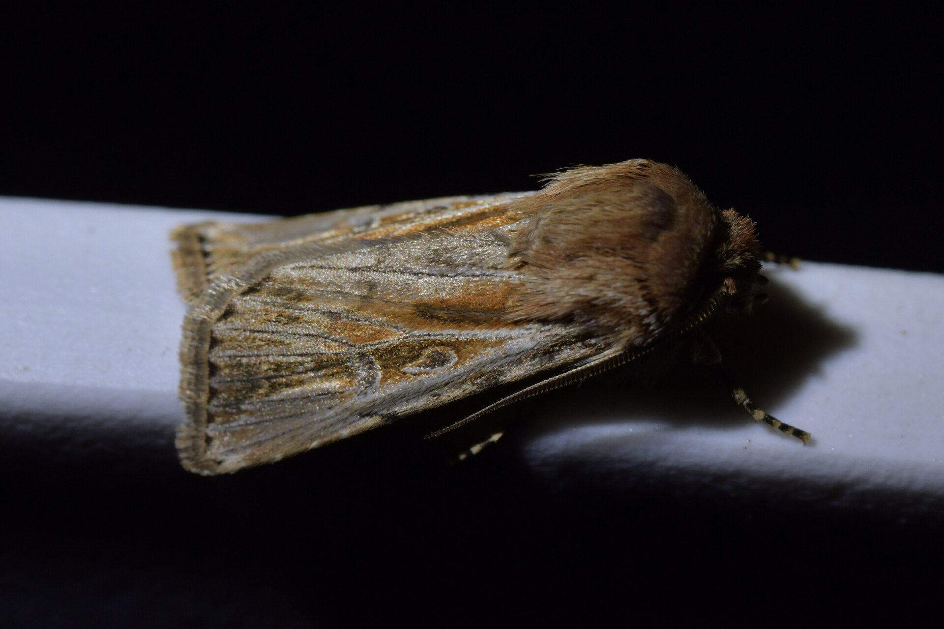 Agrotis innominata 130917406