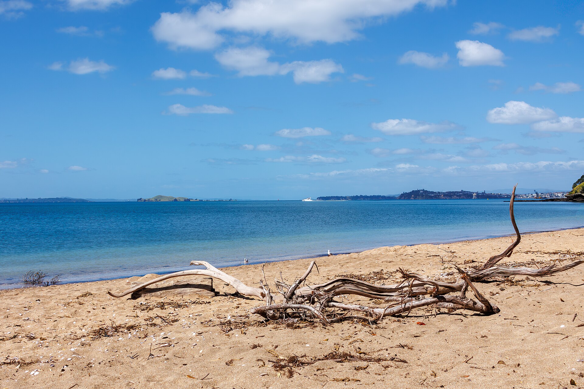 Driftwood on Cheltenham Beach, Devonport