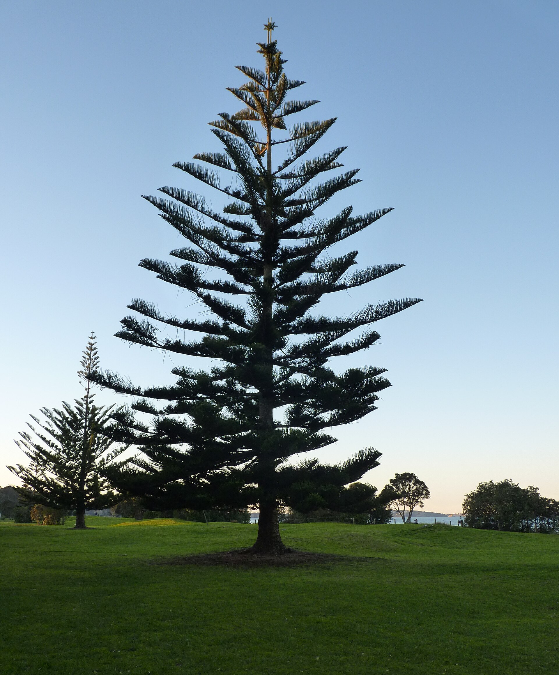 Long Bay, New Zealand (2)