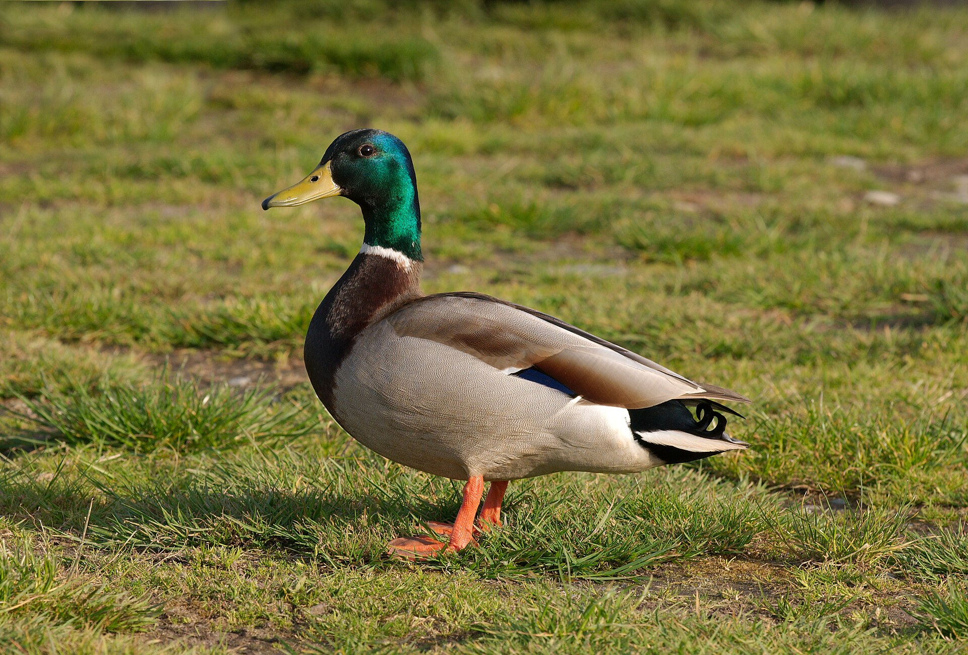 Mallard drake at Marymoor Park