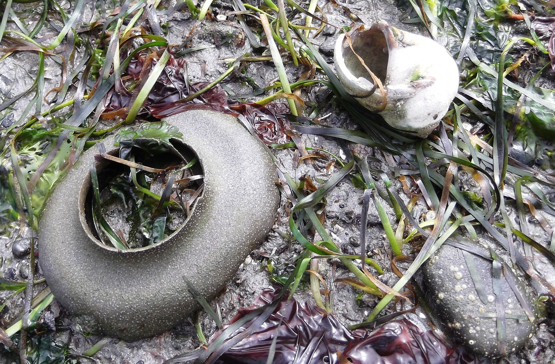 Moon Snail egg casing and shell - Flickr - brewbooks